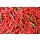 Hady Khandani, RED CHILLI 2