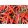Hady Khandani, RED CHILLI 1