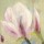 Petra Stahl, Magnolie II