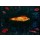 Paul Klee, Der goldene Fisch
