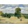 Camille Pissarro, La moisson – La moisson a Montfou– cault, Mayenne