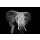 byrdyak, Elephant on dark background
