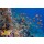 vlad61_61, Tropical fish and Hard corals