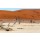 artush, Hidden Vlei in Namib desert