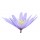 Anette Linnea Rasmus, blue anemone