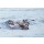 Andrea Izzotti, Dolphin while jumping in the deep blue sea at sunset