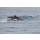 Andrea Izzotti, Dolphin while jumping in the deep blue sea
