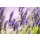 Nailia Schwarz, Beautiful Lavender blooming in early summer