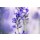 Nailia Schwarz, Beautiful Lavender blooming in early summer
