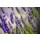 Nailia Schwarz, Beautiful Lavender blooming in early summer