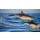 gudkovandrey, Dolphins jump out at high speed out of the water. South Africa. False Bay.