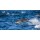 gudkovandrey, Dolphins jump out at high speed out of the water. South Africa. False Bay.