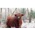 TravelShots.nl, Highland cattle in snowy landscape