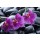 Mee Ting, beautiful orchid detail still life spa stones
