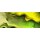 rolffimages, In green light