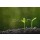 amenic181, Young plant in the morning light growing out from soil