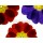 Anette Linnea Rasmus, spring primula