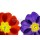 Anette Linnea Rasmus, spring primula