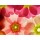 Anette Linnea Rasmus, spring primula