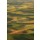Patricia Thomas, Sunrise over the rolling hills of Palouse