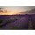 Patricia Thomas, Sunset over Lavender in Provonce