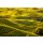 stevanzz, Langhe vineyards sunset panorama, Barolo, Piedmont, Italy Europe.