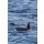 IAM-PHOTOGRAPHY, Orcas pilot whales taken at the atlantic near andenes lofoten