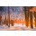 alexugalek, Winter forest scenery