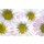 Anette Linnea Rasmus, white spring daisies