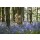 Paul Lampard, Bluebell wood
