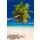 Beboy, seychelles plage cocotier