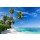 Beboy, seychelles plage cocotier