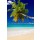 Beboy, plage cocotier