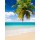 Beboy, plage cocotier