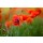 Nailia Schwarz, Roter Mohn