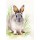 Nadiia Starovoitova, Rabbit