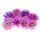 Anette Linnea Rasmus, colorful asters