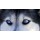 Blickfang, Husky