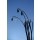 Anette Linnea Rasmus, snowdrop as silhouette