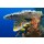 uwimages, Sweetlips fish, Plectorhinchus orientalis
