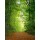 eyetronic, Waldlichtung