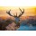 arturas kerdokas, Red deer