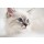 Alena Ozerova, Siberian kitten