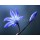 Anette Linnea Rasmus, blue spring flower