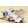 Nadiia Starovoitova, Watercolor Animal Collection: Cat