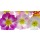 Anette Linnea Rasmus, Close-up of pastel primula flowers against white background