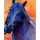 Boyan Dimitrov, Blue horse