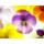 Anette Linnea Rasmus, close-up of colourful viola tricolor as a background