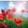 doris oberfrank-list, Mohnblumen in der Pfalz :)