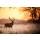 arturas kerdokas, Red Deer in Morning Sun.